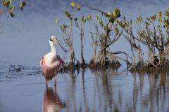 Roseate Spoonbill, Platalea ajaja