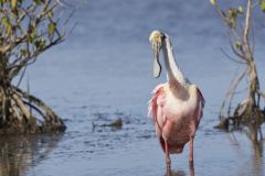 Roseate Spoonbill, Platalea ajaja