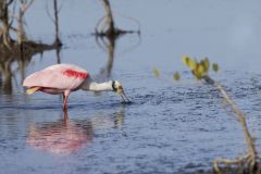 Roseate Spoonbill, Platalea ajaja