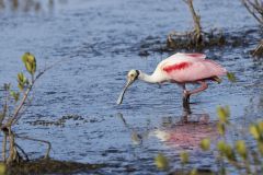 Roseate Spoonbill, Platalea ajaja