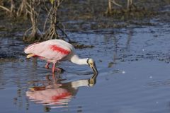 Roseate Spoonbill, Platalea ajaja