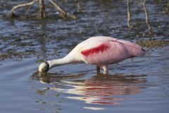 Roseate Spoonbill, Platalea ajaja