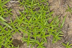 Rough Buttonweed, Diodia teres