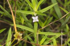 Rough Buttonweed, Diodia teres