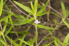 Rough Buttonweed, Diodia teres