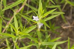 Rough Buttonweed, Diodia teres