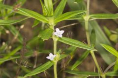 Rough Buttonweed, Diodia teres