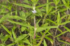 Rough Buttonweed, Diodia teres