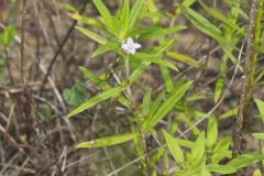 Rough Buttonweed, Diodia teres