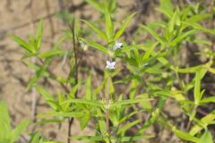 Rough Buttonweed, Diodia teres