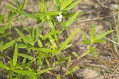 Rough Buttonweed, Diodia teres