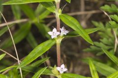 Rough Buttonweed, Diodia teres