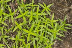 Rough Buttonweed, Diodia teres