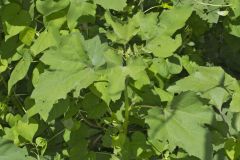 Rough Cocklebur, Xanthium strumarium