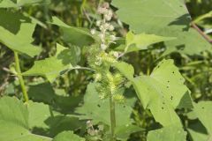 Rough Cocklebur, Xanthium strumarium