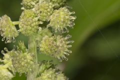 Rough Cocklebur, Xanthium strumarium