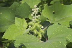 Rough Cocklebur, Xanthium strumarium