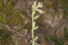 Rough Rattlesnakeroot, Nabalus asperus