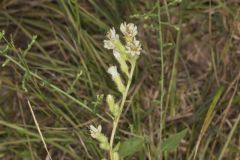 Rough Rattlesnakeroot, Nabalus asperus