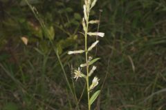 Rough Rattlesnakeroot, Nabalus asperus