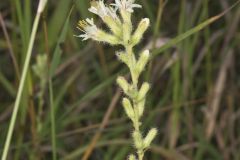 Rough Rattlesnakeroot, Nabalus asperus