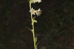 Rough Rattlesnakeroot, Nabalus asperus