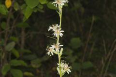 Rough Rattlesnakeroot, Nabalus asperus