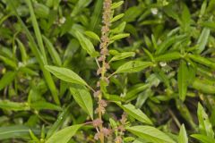 Roughfruit Amaranth, Amaranthus tuberculatus