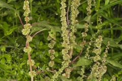 Roughfruit Amaranth, Amaranthus tuberculatus