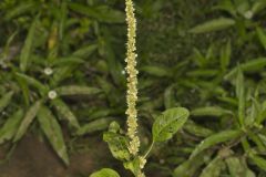 Roughfruit Amaranth, Amaranthus tuberculatus