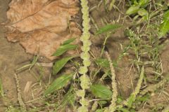 Roughfruit Amaranth, Amaranthus tuberculatus