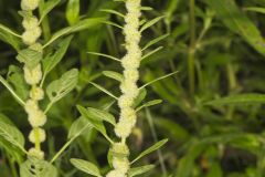 Roughfruit Amaranth, Amaranthus tuberculatus