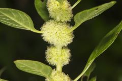 Roughfruit Amaranth, Amaranthus tuberculatus