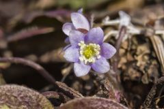 Round-lobed Hepatica, Hepatica americana