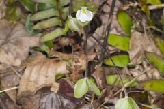 Round-lobed Hepatica, Hepatica americana