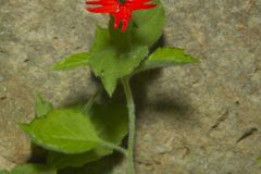 Roundleaf Catchfly, Silene rotundifolia