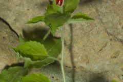 Roundleaf Catchfly, Silene rotundifolia