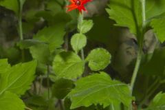 Roundleaf Catchfly, Silene rotundifolia