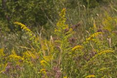 Roundleaf Goldenrod, Solidago patula