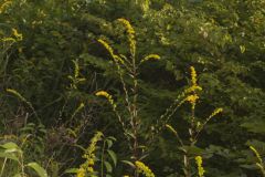 Roundleaf Goldenrod, Solidago patula