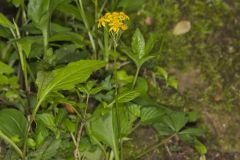 Roundleaf Ragwort, Packera obovata