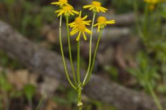 Roundleaf Ragwort, Packera obovata