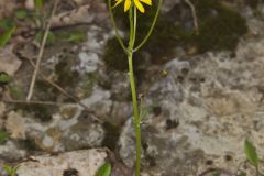 Roundleaf Ragwort, Packera obovata