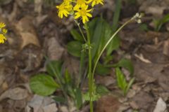 Roundleaf Ragwort, Packera obovata