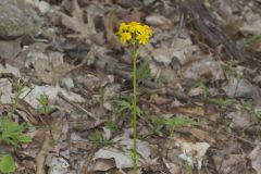 Roundleaf Ragwort, Packera obovata