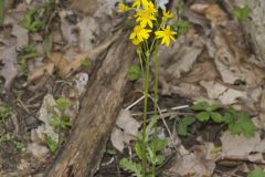 Roundleaf Ragwort, Packera obovata