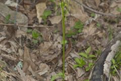 Roundleaf Ragwort, Packera obovata