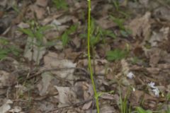 Roundleaf Ragwort, Packera obovata