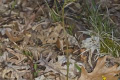 Roundleaf Ragwort, Packera obovata