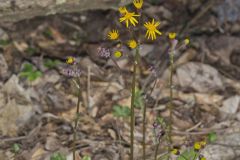 Roundleaf Ragwort, Packera obovata